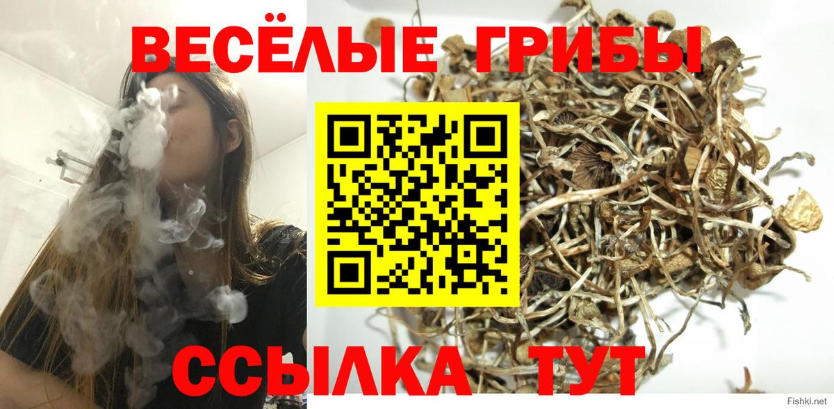 Саров  Галлюциногенные грибы Cubensis  Вход с VPN 